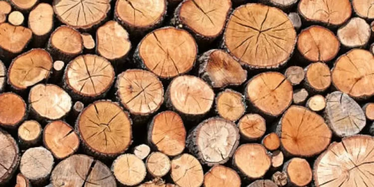 Estados Unidos impondrá aranceles a las importaciones de madera: ¿desde cuándo?