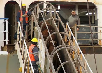 Barco con casi 3.000 bovinos parte paso a Uruguay tras estar semanas varado en Turquía