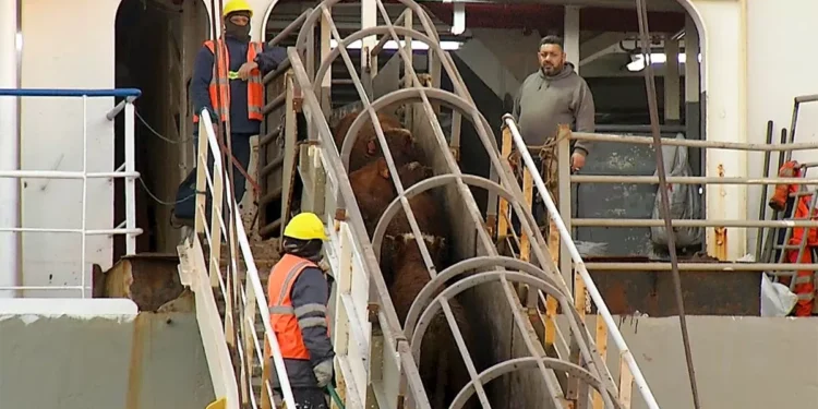 Barco con casi 3.000 bovinos parte paso a Uruguay tras estar semanas varado en Turquía