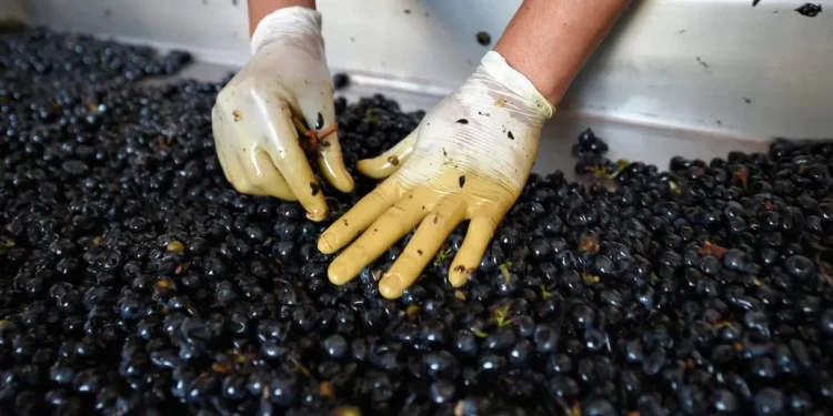 Autoridades de Vietnam visitarán Uruguay para reunirse con Orsi y conocer enología
