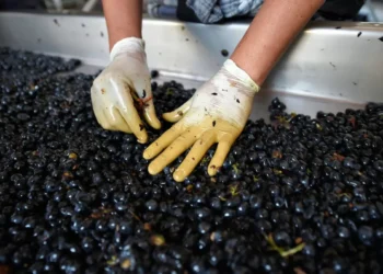 Autoridades de Vietnam visitarán Uruguay para reunirse con Orsi y entender vitivinicultura