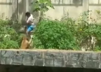 Una leona mató a un muchacha que ingresó a su recinto en un zoológico de Brasil