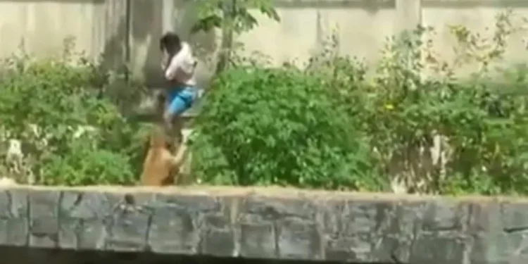 Una leona mató a un muchacha que ingresó a su recinto en un zoológico de Brasil