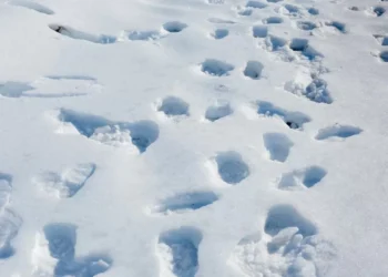 Esperan nueva cellisca invernal en EEUU tras intensas nevadas; temperaturas mínimas pueden batir récord