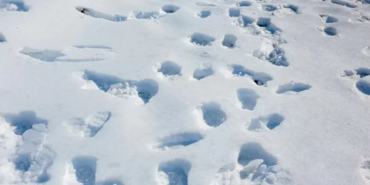 Esperan nueva cellisca invernal en EEUU tras intensas nevadas; temperaturas mínimas pueden batir récord