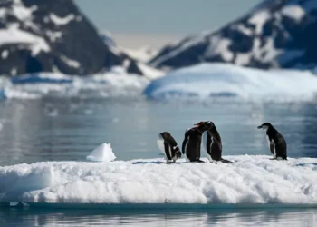 Influenza acicalar avanza en la Antártida y amenaza a su fauna nativa, advierte científico chileno
