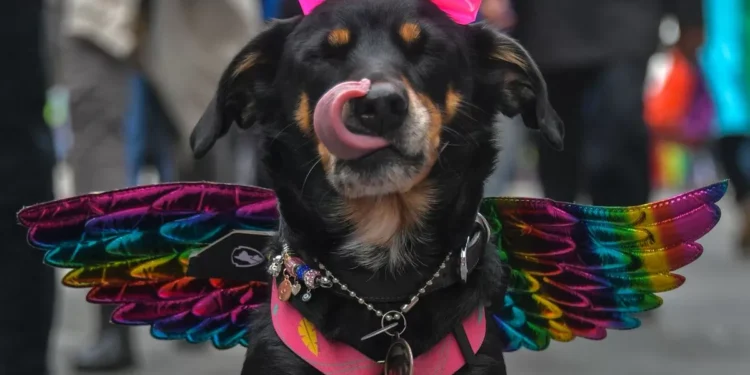 Aprueban en San Pablo que las mascotas puedan ser sepultadas contiguo a sus amos