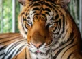 Virus arbusto a 72 tigres en un zoológico en Tailandia: “Cuando nos dimos cuenta, ya era tarde”