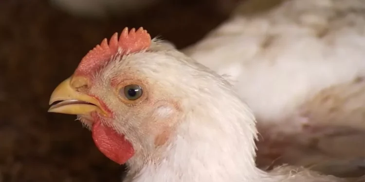 Argentina detecta brote de gripe aviar y suspende exportaciones del sector