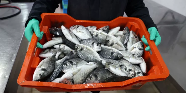 Fraude en sector pesca y acuicultura afecta al 20 % del comercio ecuménico, según FAO